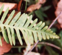 Appalachian Rock Polypody
