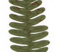 Common Rock Polypody