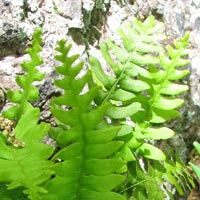Common Rock Polypody