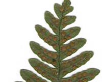 Common Rock Polypody spores