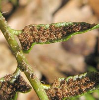 Christmas Fern spores