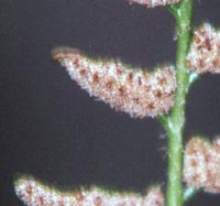Christmas Fern spores