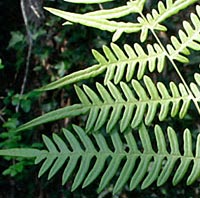 Clute's Bracken Fern
