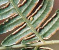 Eastern Bracken Fern