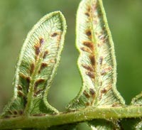 Eastern Bracken Fern spores