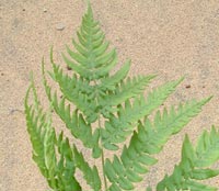 Eastern Bracken Fern