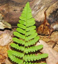Eastern Bracken Fern