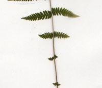 New York Fern