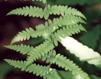 Marsh Fern