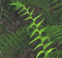 Massachusetts Fern