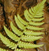 Massachusetts Fern