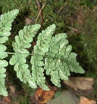 Blunt-lobed Woodsia