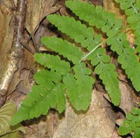 Blunt-lobed Woodsia