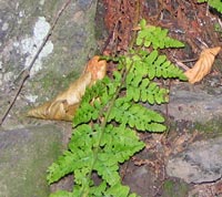 Blunt-lobed Woodsia on ledge