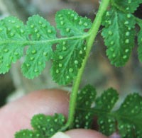 Blunt-lobed Woodsia spores