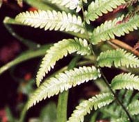 Virginia Chain Fern