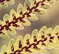Virginia Chain Fern spores