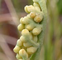 Dwarf Grape Fern fruiting bodies