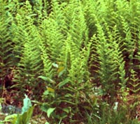 Classic stand Hay-sented Fern
