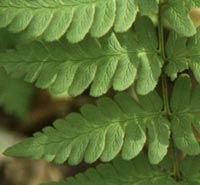 Burgess' Wood Fern