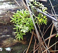 Hartford Climbing Fern fertile fronds