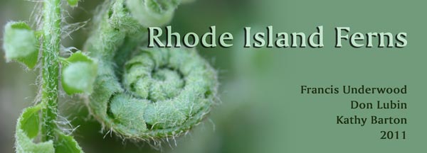 Rhode Island Ferns