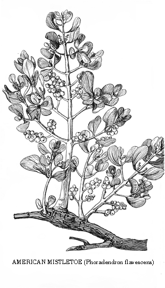 American Mistletoe