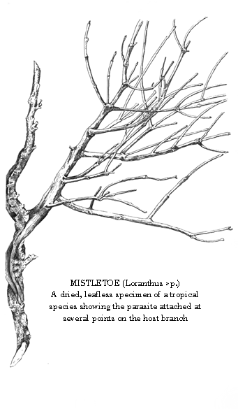 Dried leafless specimen showing parastie