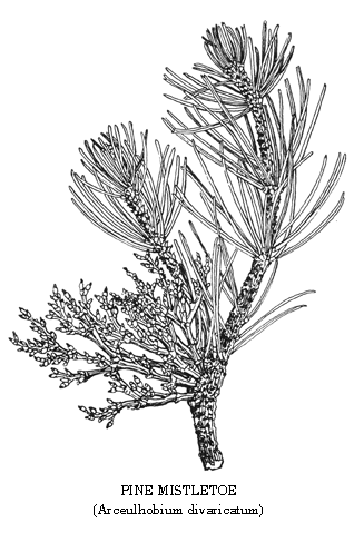PIne Mistletoe
