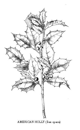 American Holly
