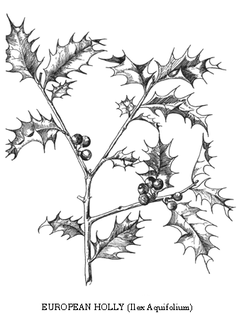European Holly