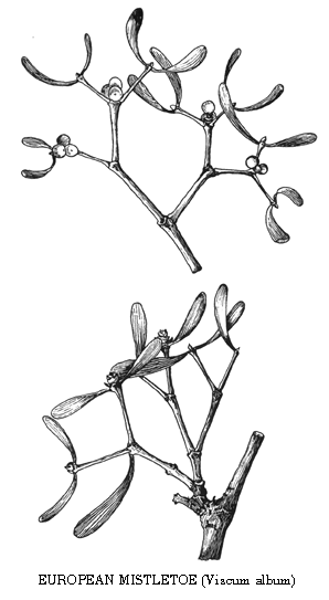 European Mistletoe