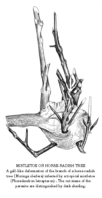Mistletoe on HOrse-radish Tree