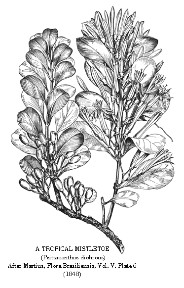 Tropical Mistletoe