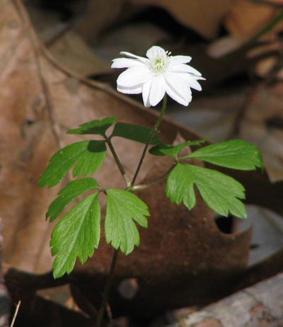 Double-flowered Wood Anemone