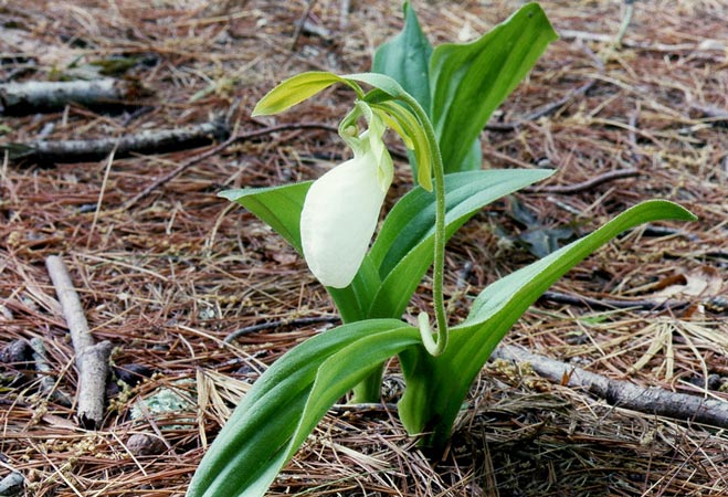 White Ladyslipper