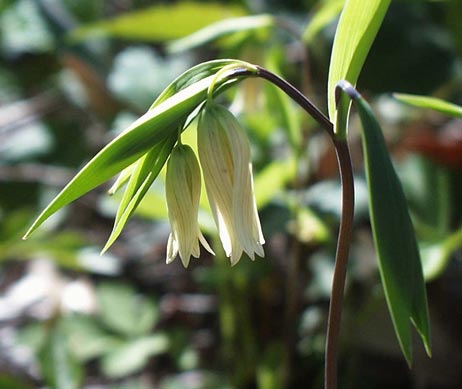 Double-flowered Bellwort