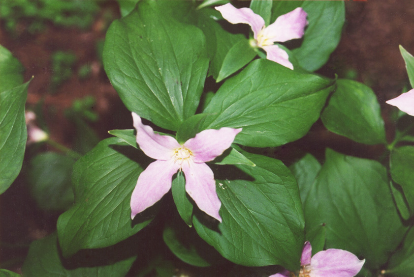 Four-leaved trillium
