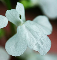 White form of Blue Toadflax