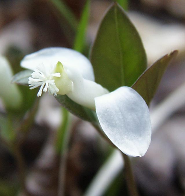 White Fringed Polygala