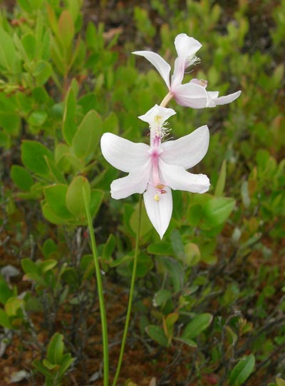 White Calopogon