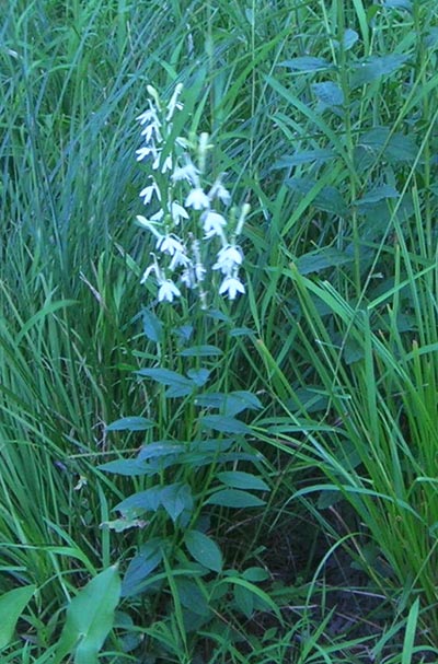 White Cardinal Flower
