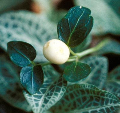 White Partridgeberry