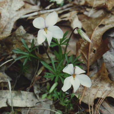 White Bird's Foot Violet