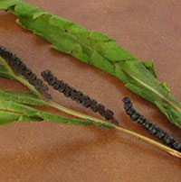 Sensitive Fern frond with both sterile and fertile parts