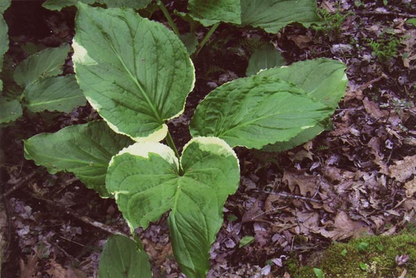 Variegated Skunk Cabbage