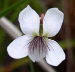 Lanced-leaved Violet