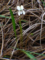 Lanced-leaved Violet