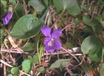 Northern Bog Violet