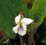 Primrose-leaved Violet